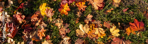 Closeup of multicolored yellow  orange  green dried maple leaves on ground. Garden lawn covered by dry leaves. Autumn concept. Natural background. Panoramic view. Details of nature