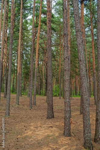 Nature Park with pine tree forest