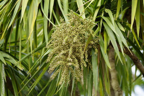 Lomandroideae indivisa  is a subfamily of monocot flowering plants in the family Asparagaceae, order Asparagales, according to the APG III system of 2009. Hanover – Berggarten, Germany. photo