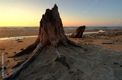 Pnie starych drzew na bałtyckiej plaży, Czołpino, Polska