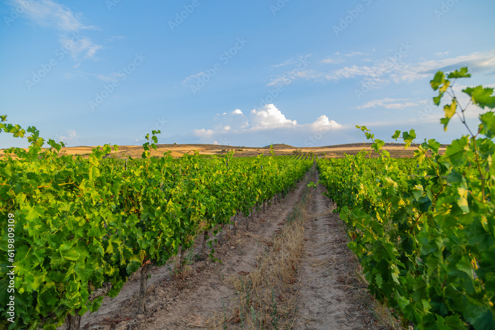 Obraz premium Vineyards in Navarre
