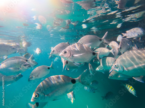 fish in the blue lagoon of Big Island in Angra dos Reis.