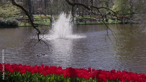 two ducks swimming on a pond, with a fountain with red tulips in the foreground, at kuekenhof gardens near amsterdam, netherlands photo