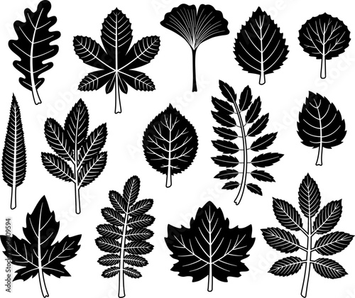 Collection of silhouettes of autumn leaves, of different trees, including maple, oak, rowan, sycamore, acacia, aspen and others.