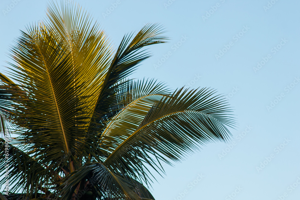 palm leaves with a beautiful blue sky in the background in Rio de Janeiro.