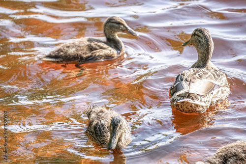 Mallard female with little ducklings in a living nature on the river on a sunny day. Breeding season in wild ducks. Mallard duck with a brood in a colorful spring place. Little ducklings with mom duck
