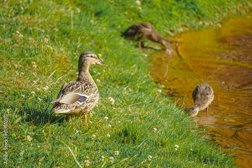 Mallard female with little ducklings in a living nature on the river on a sunny day. Breeding season in wild ducks. Mallard duck with a brood in a colorful spring place. Little ducklings with mom duck