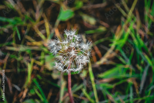 Withered dandelion flower