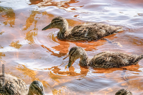 Mallard female with little ducklings in a living nature on the river on a sunny day. Breeding season in wild ducks. Mallard duck with a brood in a colorful spring place. Little ducklings with mom duck
