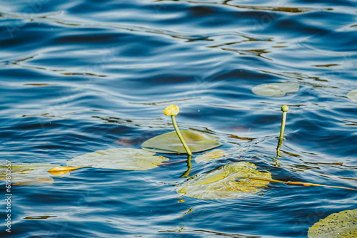 Yellow water lilies Nuphar lutea on river. Leaves and flowers of Nuphar lutea Nature background Selective focus with shallow depth of field