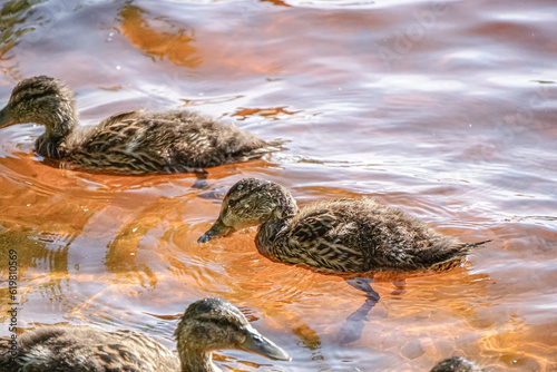 Mallard female with little ducklings in a living nature on the river on a sunny day. Breeding season in wild ducks. Mallard duck with a brood in a colorful spring place. Little ducklings with mom duck