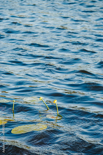 Yellow water lilies Nuphar lutea on river. Leaves and flowers of Nuphar lutea Nature background Selective focus with shallow depth of field