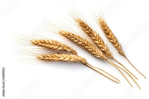 Ears of Wheat, Wheat ears isolated on white background.