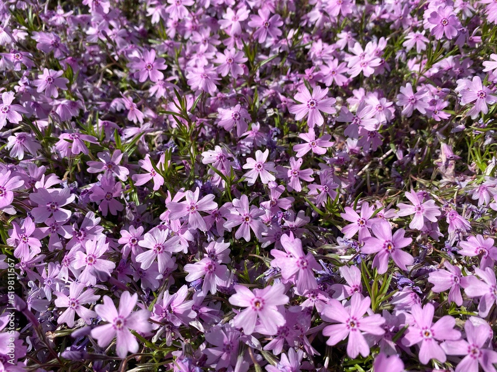 芝桜