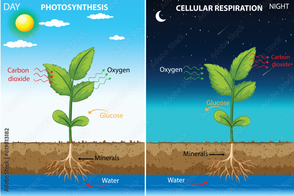 Vetor de In Photosynthesis Plants convert light energy to glucose, releasing O2. In Cellular