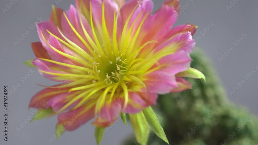 Blooming light multicolour flower of lobevia cactus. Cactus in pot with flower. home plant decoration concept. Bouquet of torch cactus flowers.