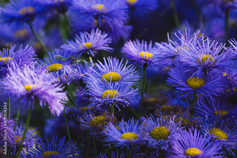 field of asters