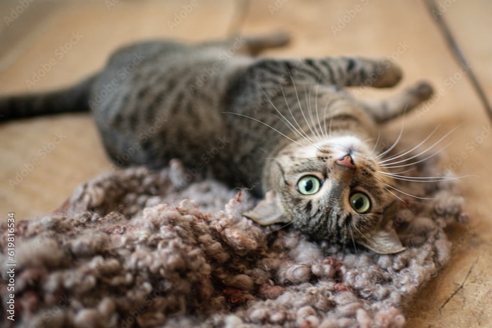 Obraz premium cat