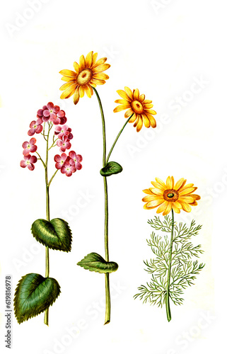 Einjähriges Silberblatt, Lunaria annua, Kriechende Gämswurz, Doronicum pardalianches, auch Kriechende Gemswurz geschrieben und kurz Gemswurz, Frühlings-Adonisröschen photo