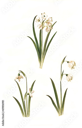Sommer-Knotenblume, Leucojum aestivum, auch Spätblühende Knotenblume, Kleine Schneeglöckchen Galanthus nivalis, auch Gewöhnliches Schneeglöckchen, Frühlings-Knotenblume Leucojum vernum photo