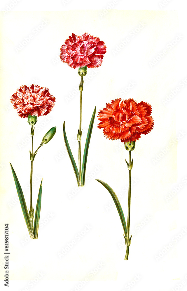 Landnelke oder Edel-Nelke, Dianthus caryophyllus, in kultivierter Form meist Gartennelke