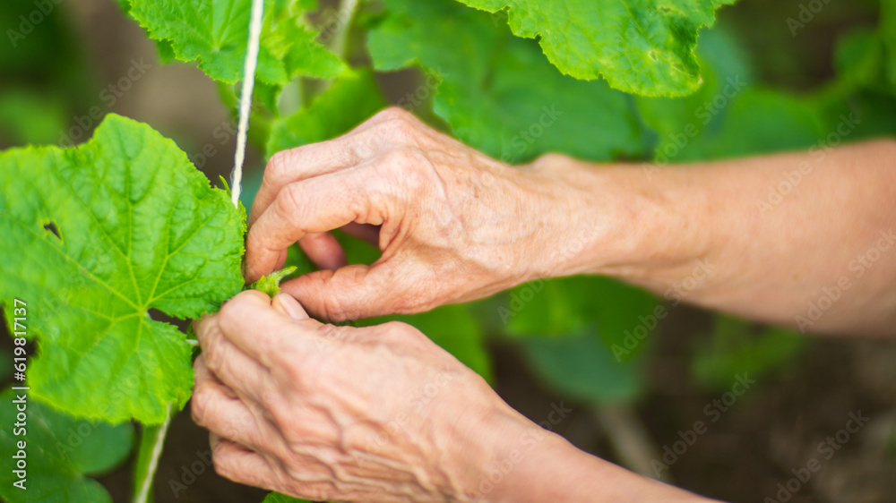The farmer ties up the plants in the vegetable garden at the farm. Horticulture and plantation concept. Agricultural plants growing in garden beds The farmer ties up the plants in the vegetable garden at the farm. Horticulture and plantation concept. Agricultural plants growing in garden beds