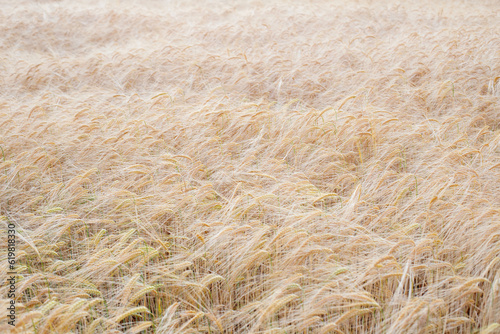 wheat field soft focus. background