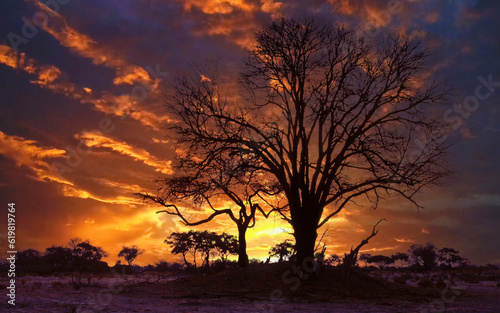 Sunset in Africa with acacia tree