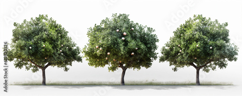 Wallpaper Mural Three trees with balls on a white background. 3d illustration. Torontodigital.ca