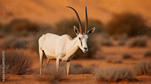 Arabian Oryx in their Natural Habitat at Shaumari Reserve, Jordan. Generative AI