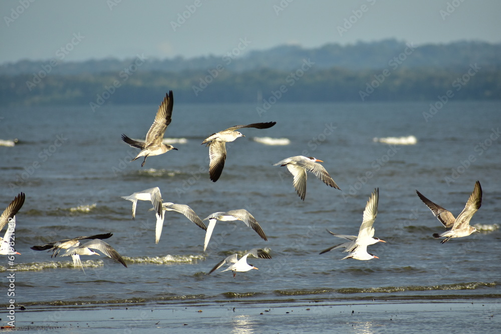 Beautiful flock of seagulls and terns takes flight over the sea