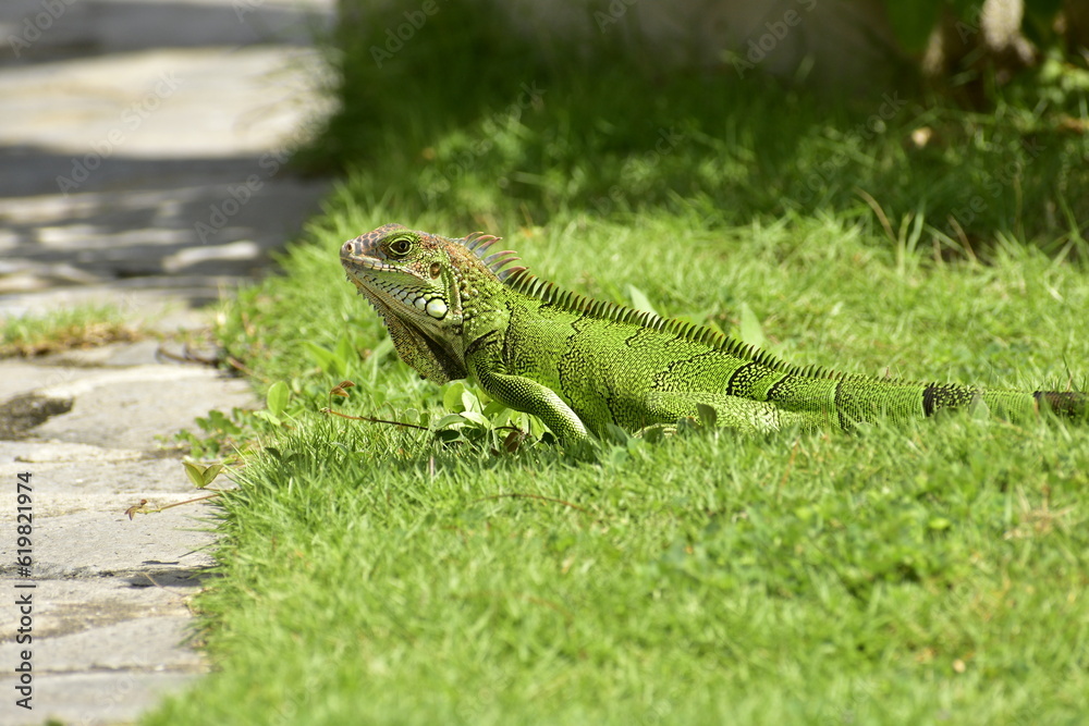 Fototapeta premium Iguana walking in the grass