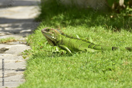 Iguana walking in the grass