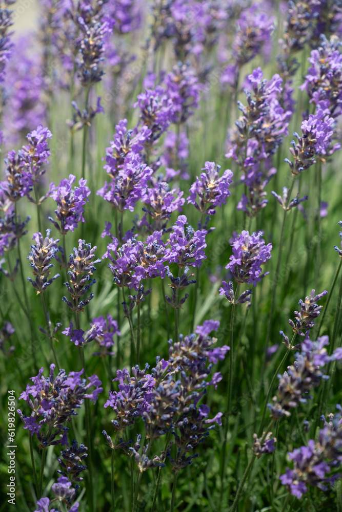 Obraz premium Purple flowering lavender grows on a bush. The image is in portrait format. The flowers glow in the sun.
