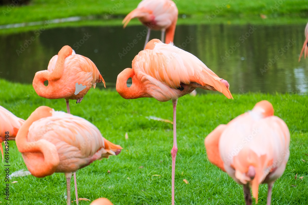 Serene Majesty: Pink Flamingos at Rest Serene Majesty: Pink Flamingos at Rest