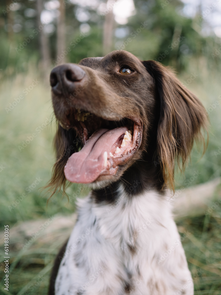 Adorable dog outdoor. Münsterländer pointer. Adorable dog outdoor. Münsterländer pointer.