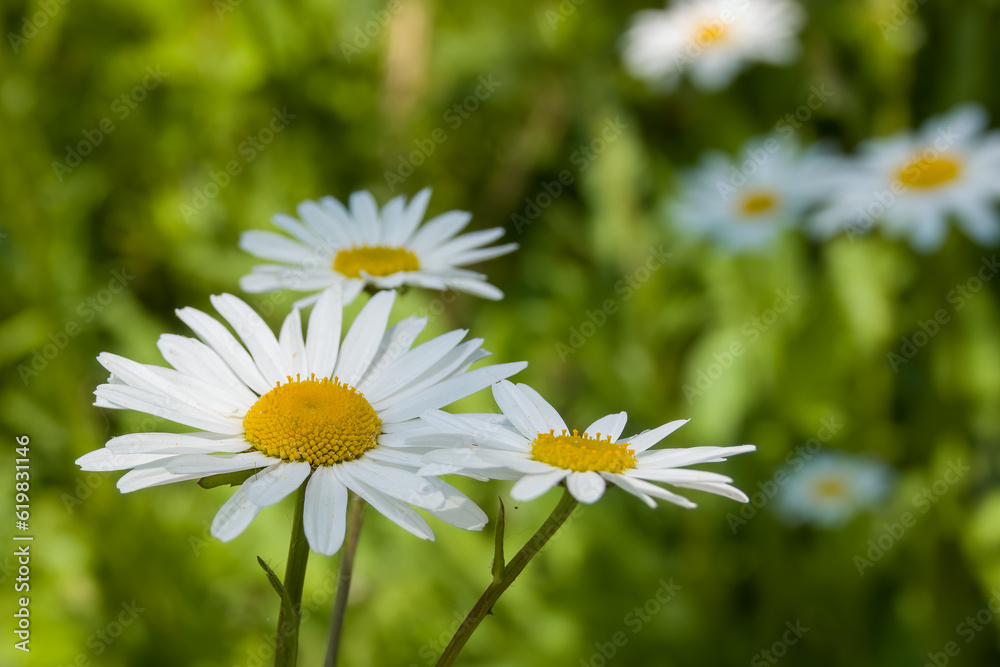 pretty white flowers of ox eye daisy leucanthemum vulgare pretty white flowers of ox eye daisy leucanthemum vulgare