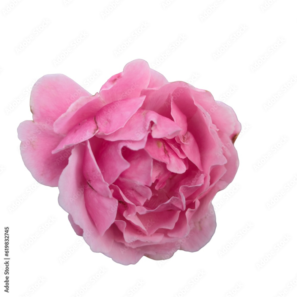 pink rose isolated on white pink rose isolated on white