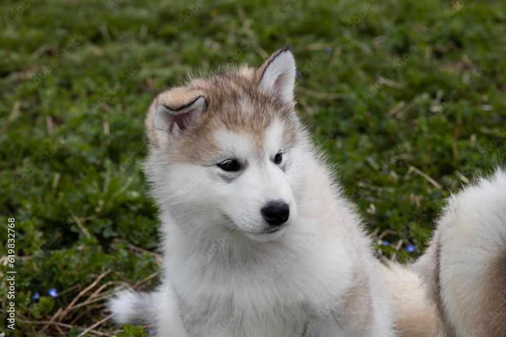 Cute little pomski Husky Alaskan Malamute puppy playing having fun in the grass running around standing sitting in the park