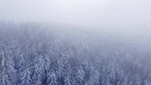 Wallpaper Mural Aerial shot of a snowy spruce and pine forest shrouded in a thick frosty mist. Ice and white wild nature during morning light. 4k video Torontodigital.ca