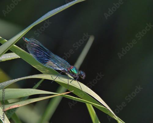 Male Banded Demoiselle perched on a blade of grass.