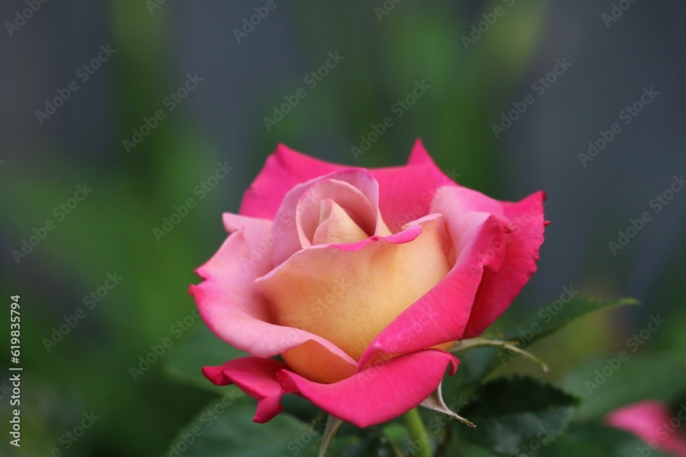 Rose aube flamboyante