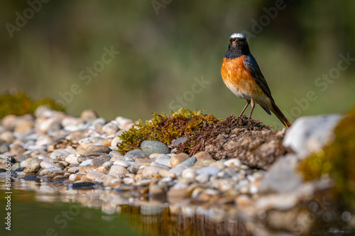 Male Common Redstart on the edge of a pool of water photo