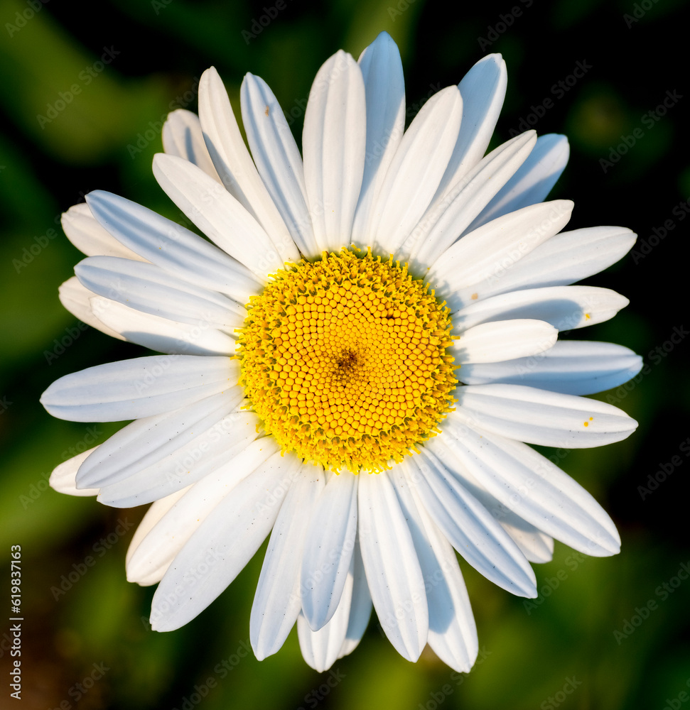 Obraz premium Closeup of a beautiful daisy flower with white petals and brilliant yellow center