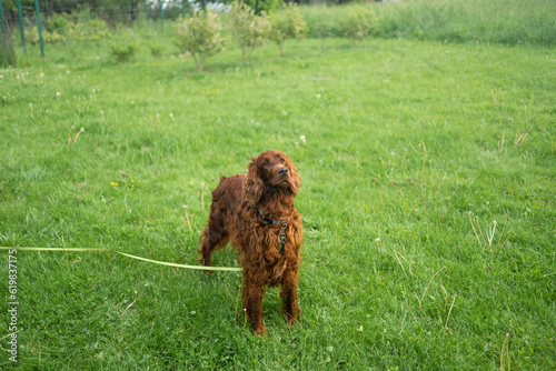 Cute brown setter dog with long hair enjoying is standing on the grass in the garden.Training a dog in the field