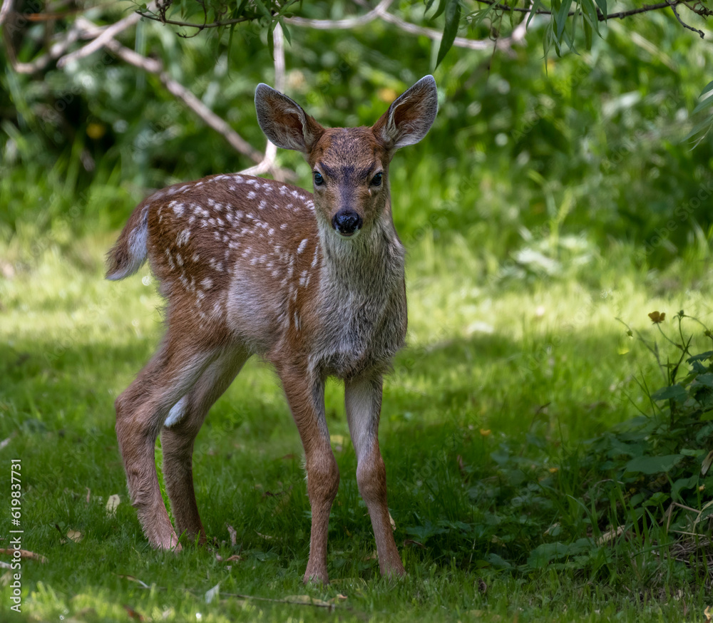 A young spotted fawn looking inquisitively at the camera