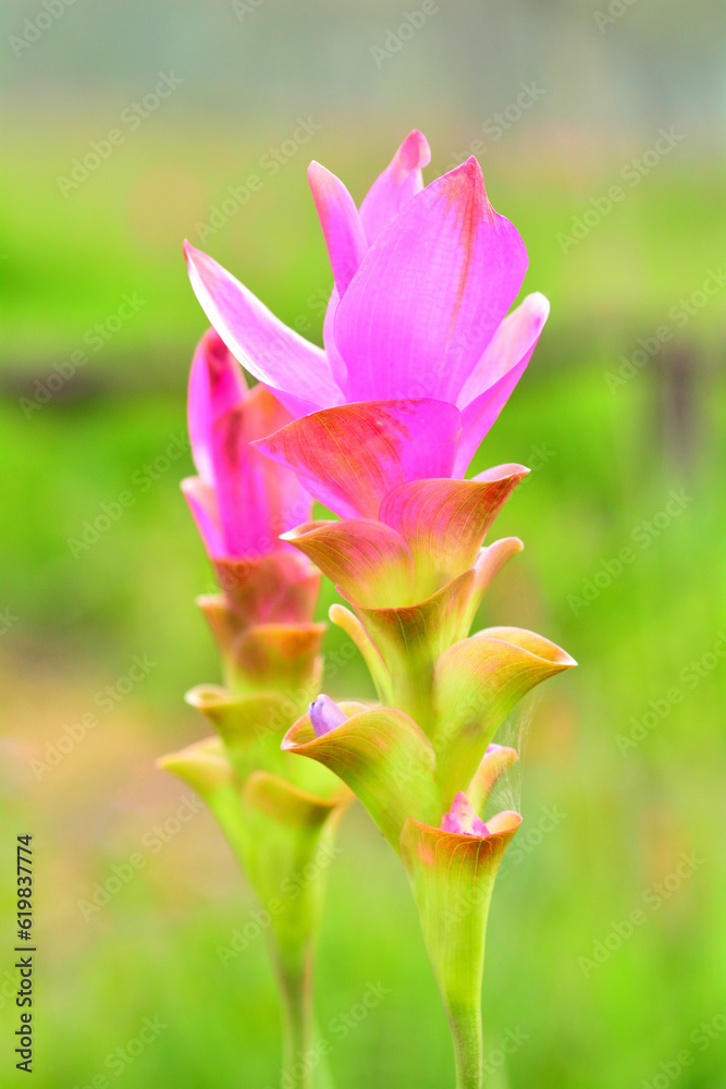 Pink flowers with a blurry background. Shoot with a macro lens.