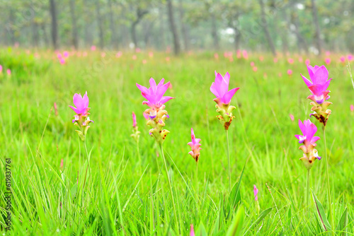 Pink flowers are among the green fields.