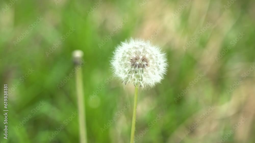 white dandelion swaying in the wind is beautiful white dandelion swaying in the wind is beautiful