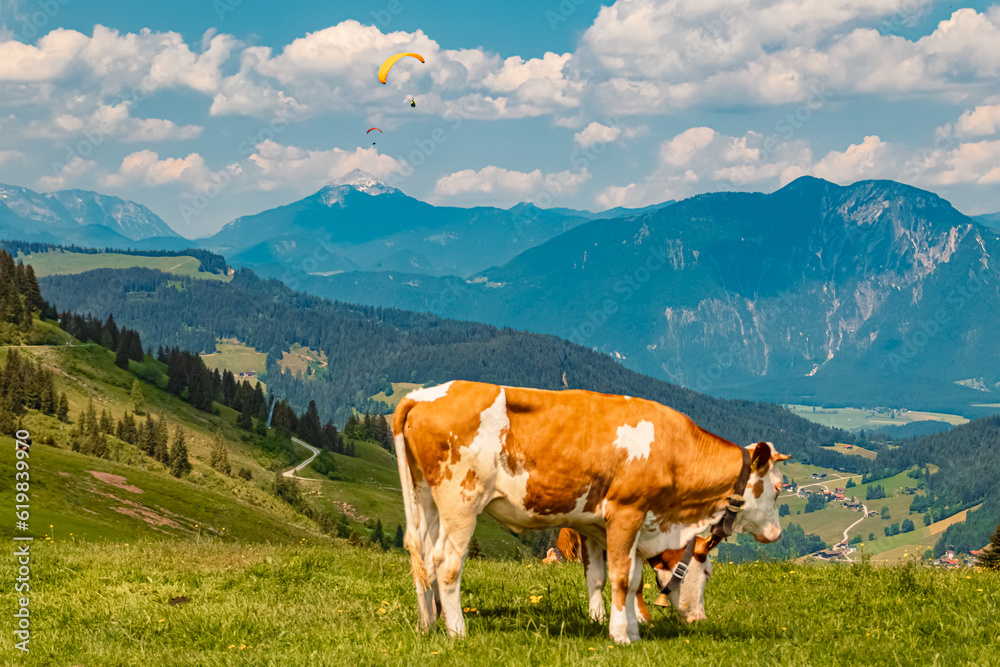 Alpine summer view with cows and a paraglider at Mount Markbachjoch, Niederau, Wildschoenau, Tyrol, Austria
